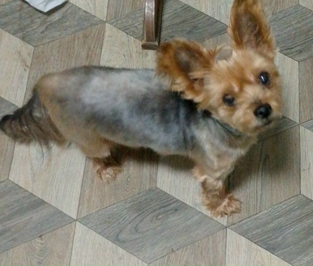 Пропала собака в Туле — фото объявления