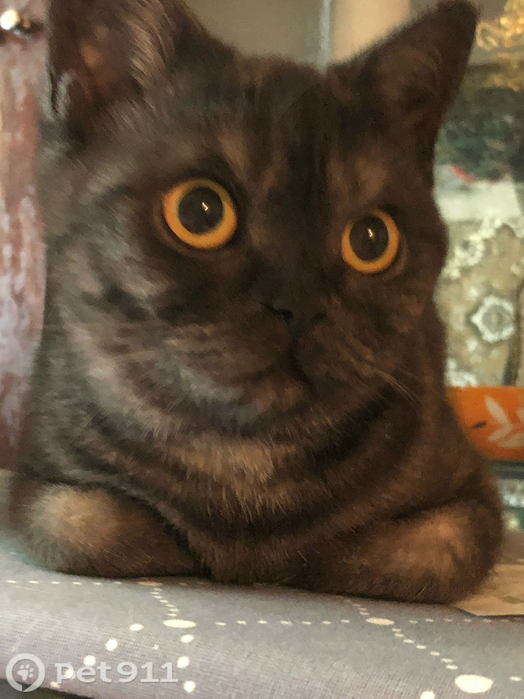 Пропала кошка в Туле — фото объявления