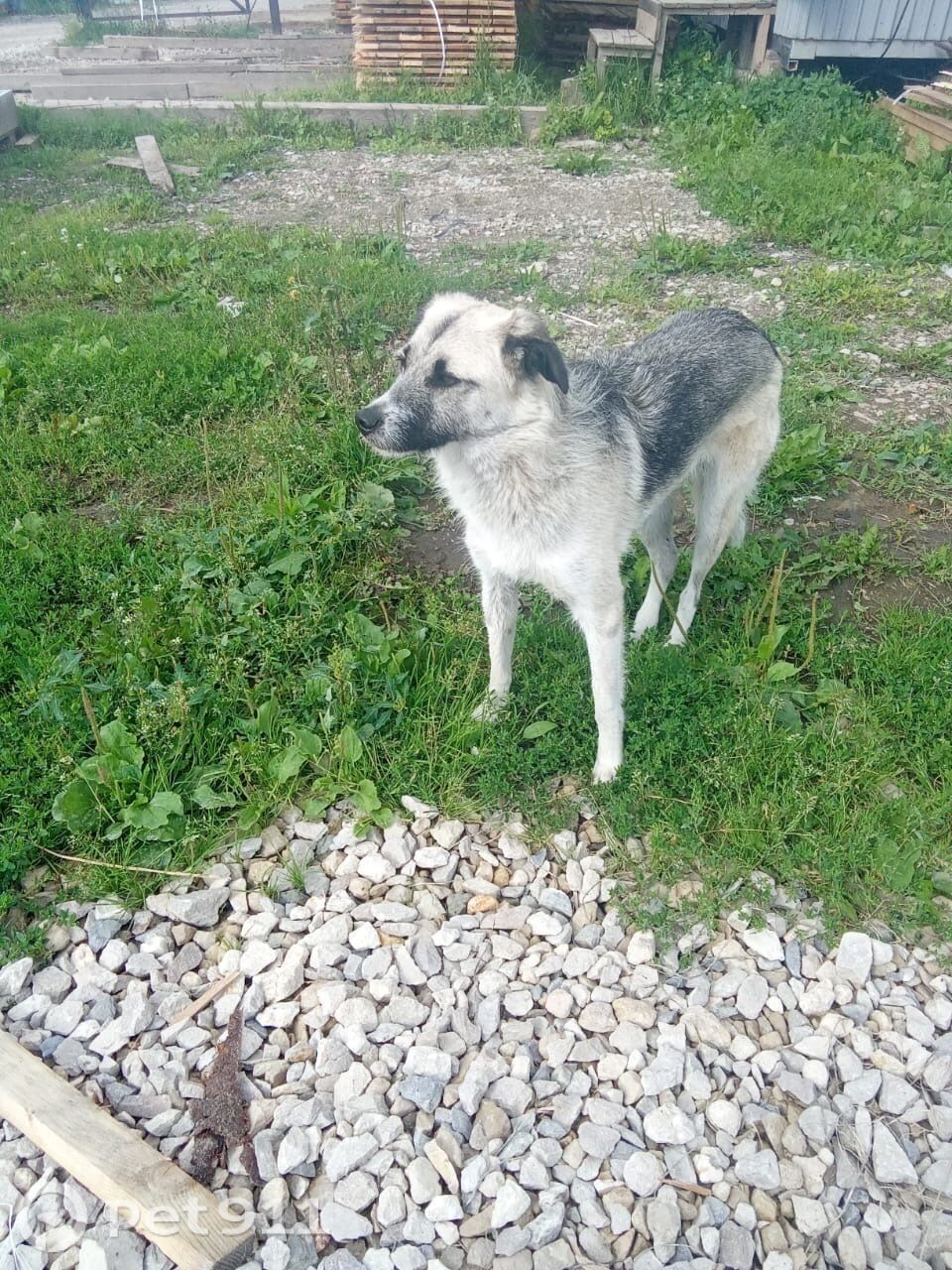 Найдена собака в Туле — фото объявления