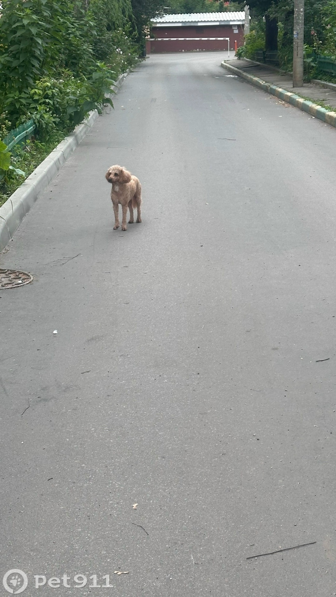 Найдена собака в Туле — фото объявления