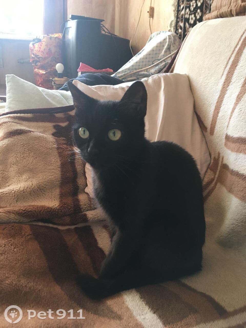 Найдена кошка в Туле — фото объявления