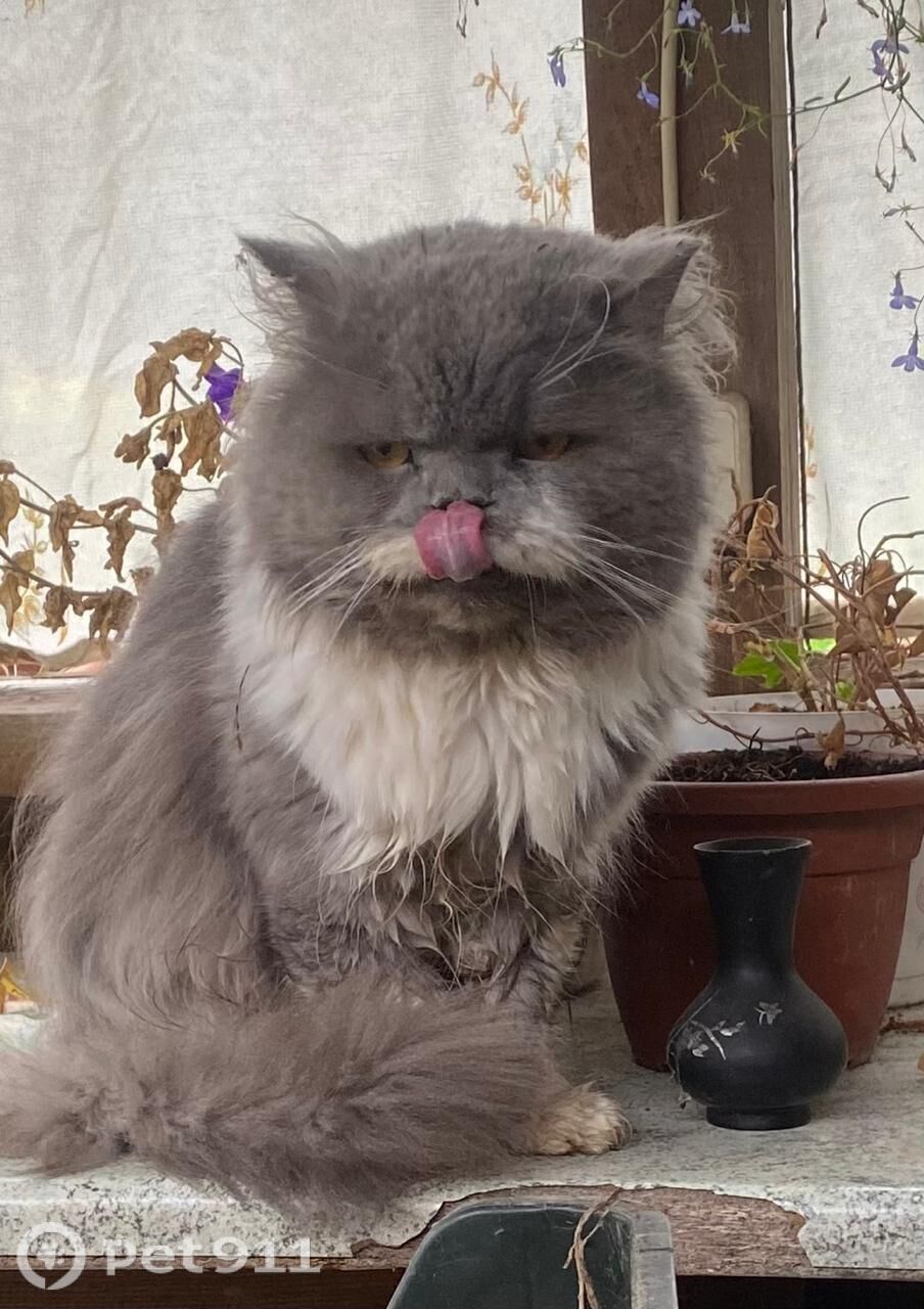 Найдена кошка в Туле — фото объявления