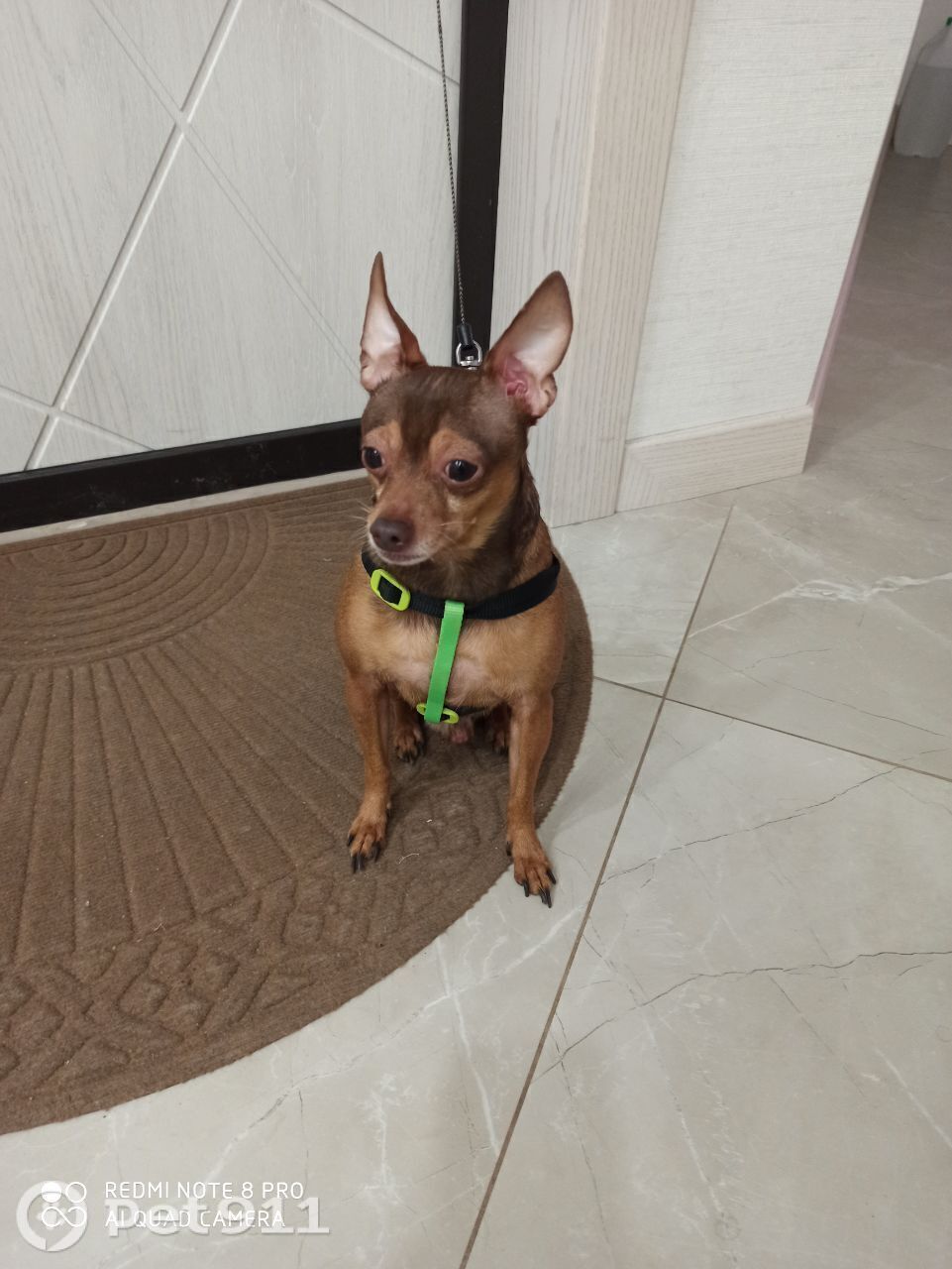 Найдена собака в Туле — фото объявления