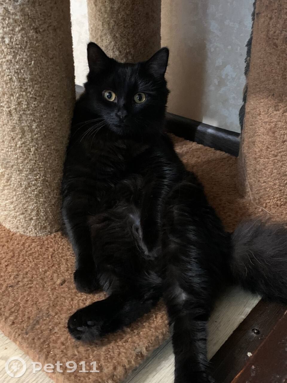 Пропала кошка в Туле — фото объявления