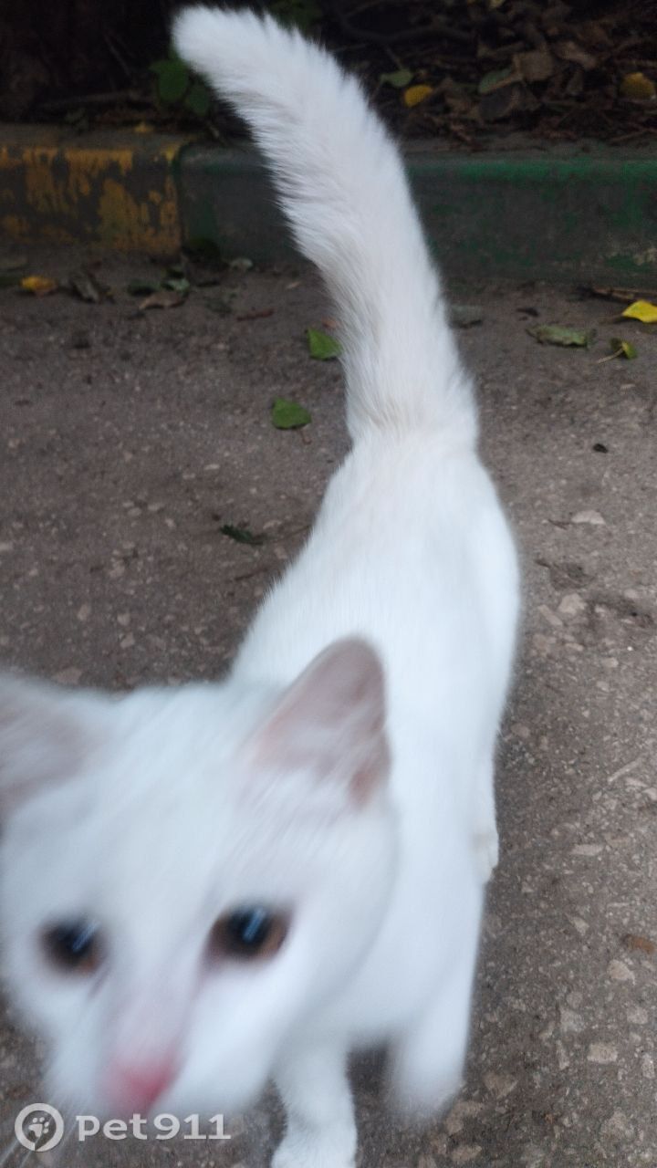 Найдена кошка в Туле — фото объявления