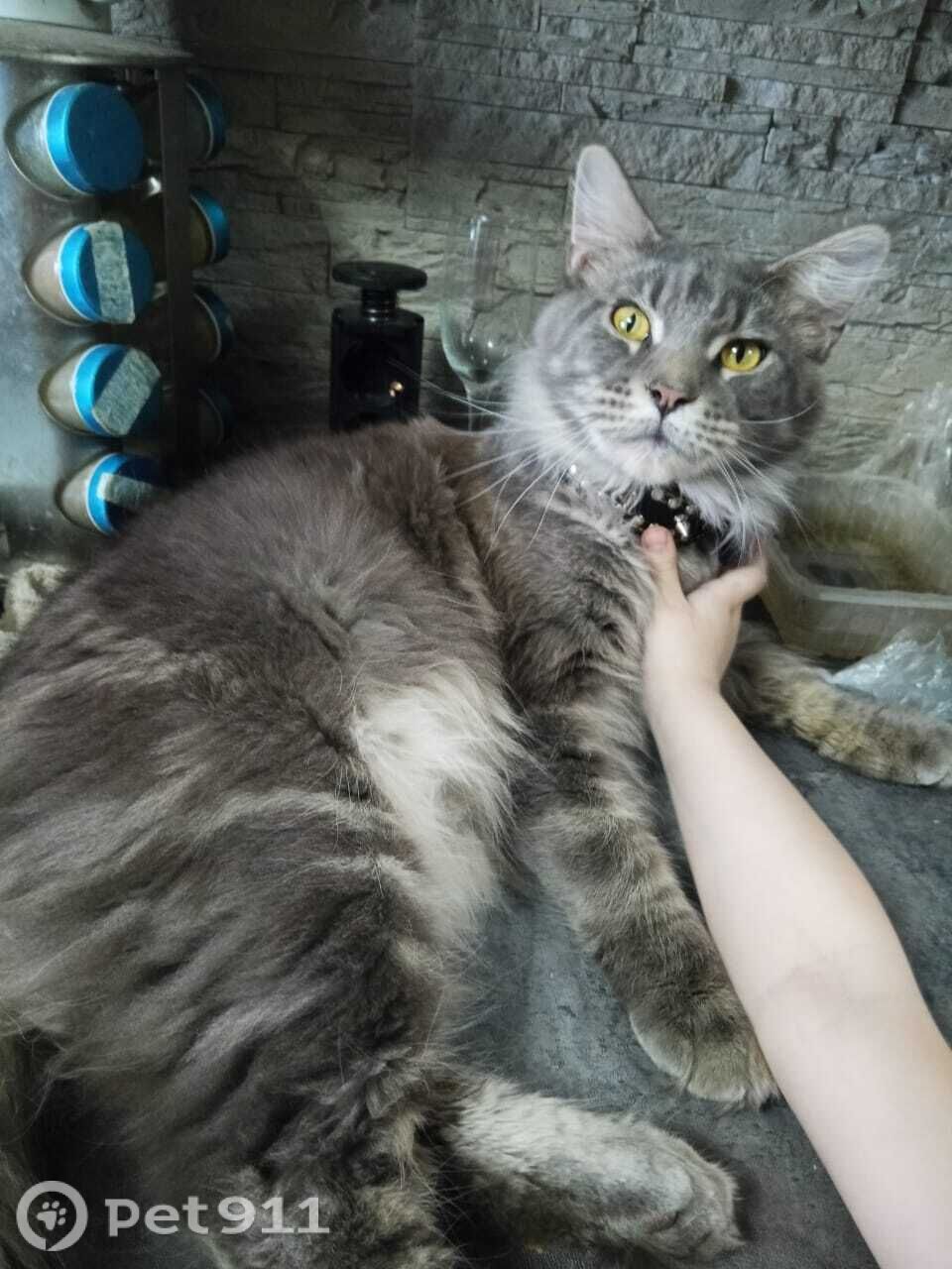 Пропала кошка в Туле — фото объявления