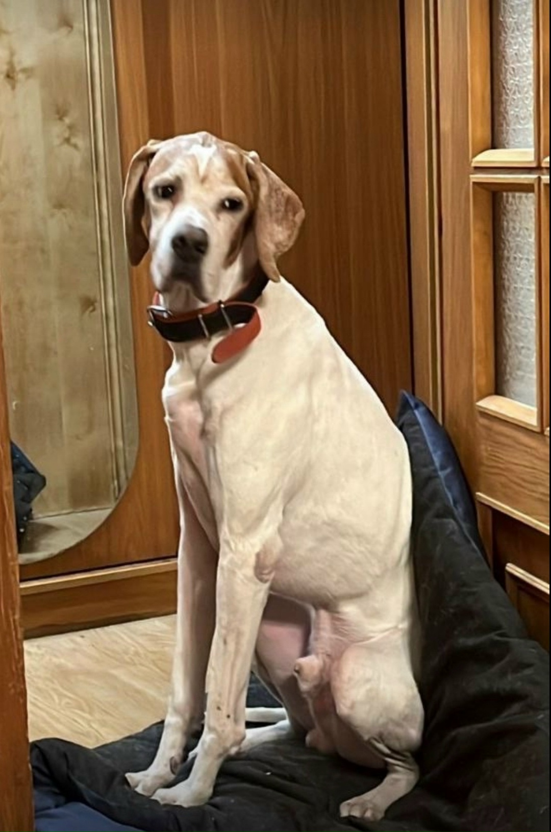 Пропала собака в Туле — фото объявления