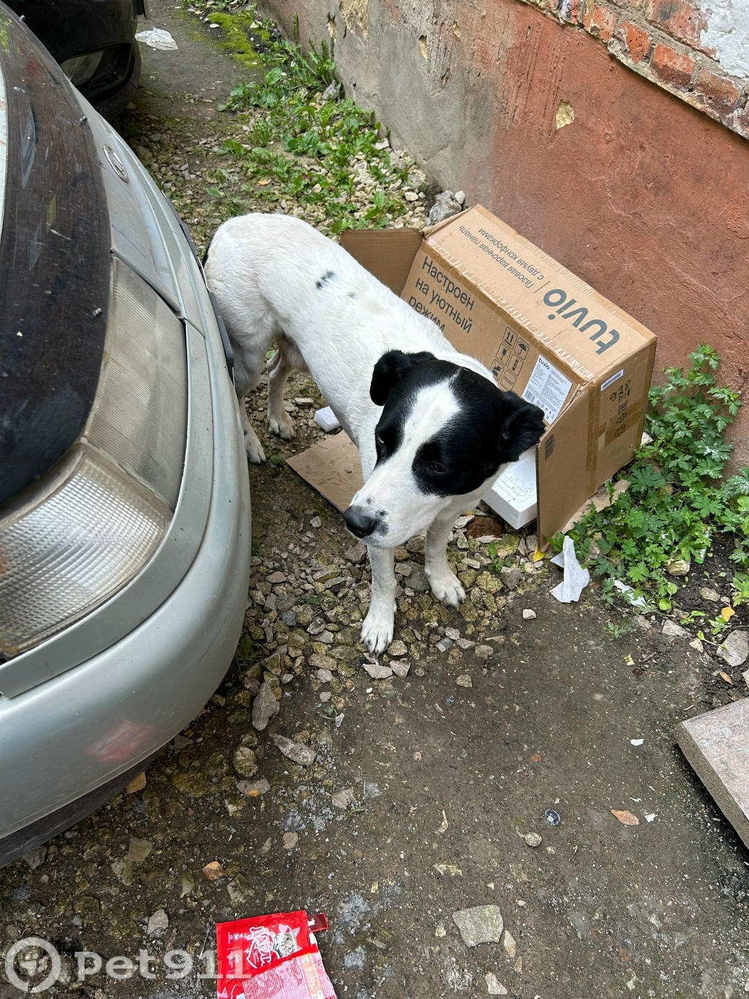 Найдена собака в Туле — фото объявления