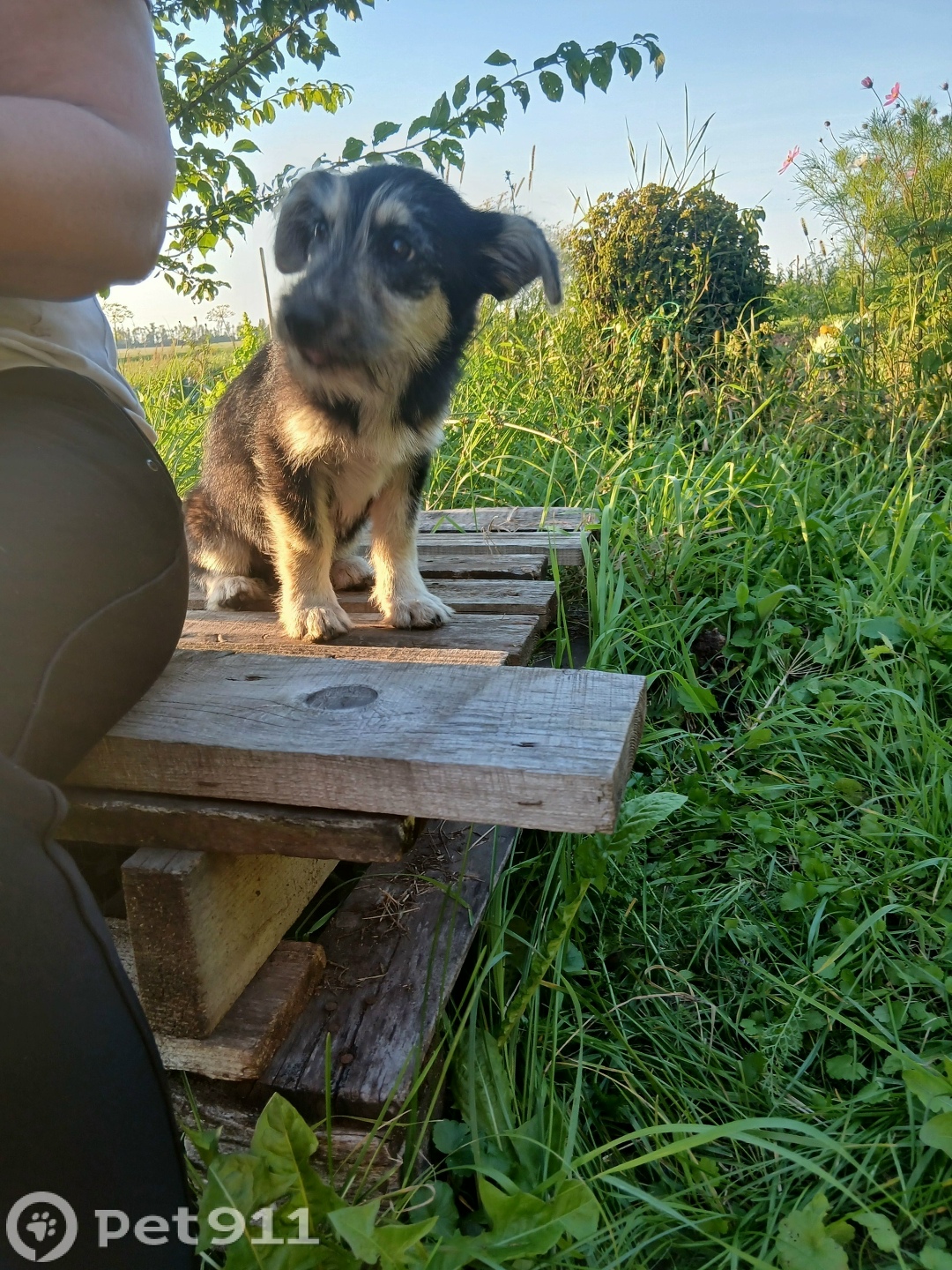 Найдена собака в Туле — фото объявления