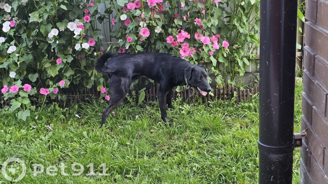 Найдена собака в Туле — фото объявления