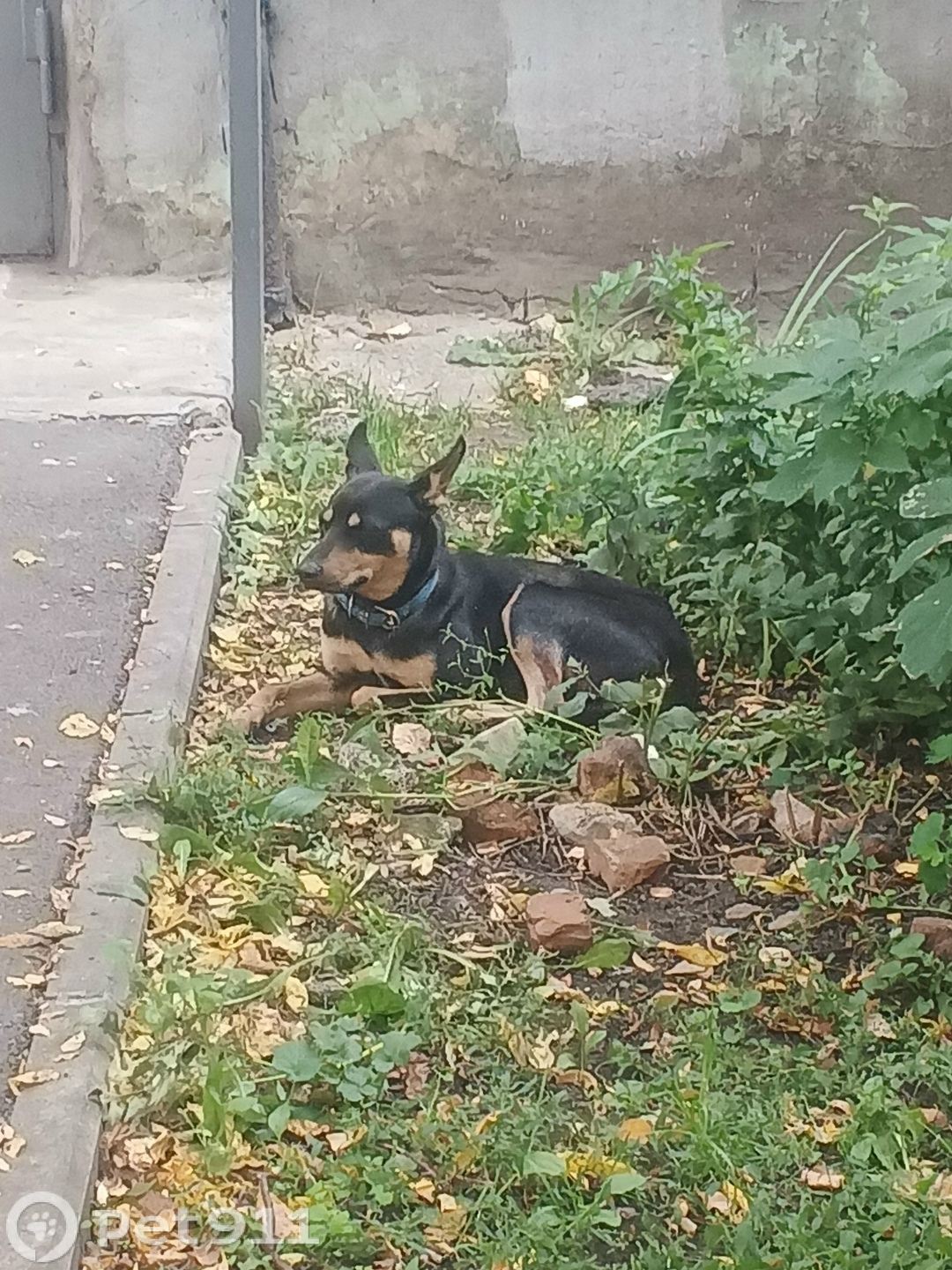 Найдена собака в Туле — фото объявления