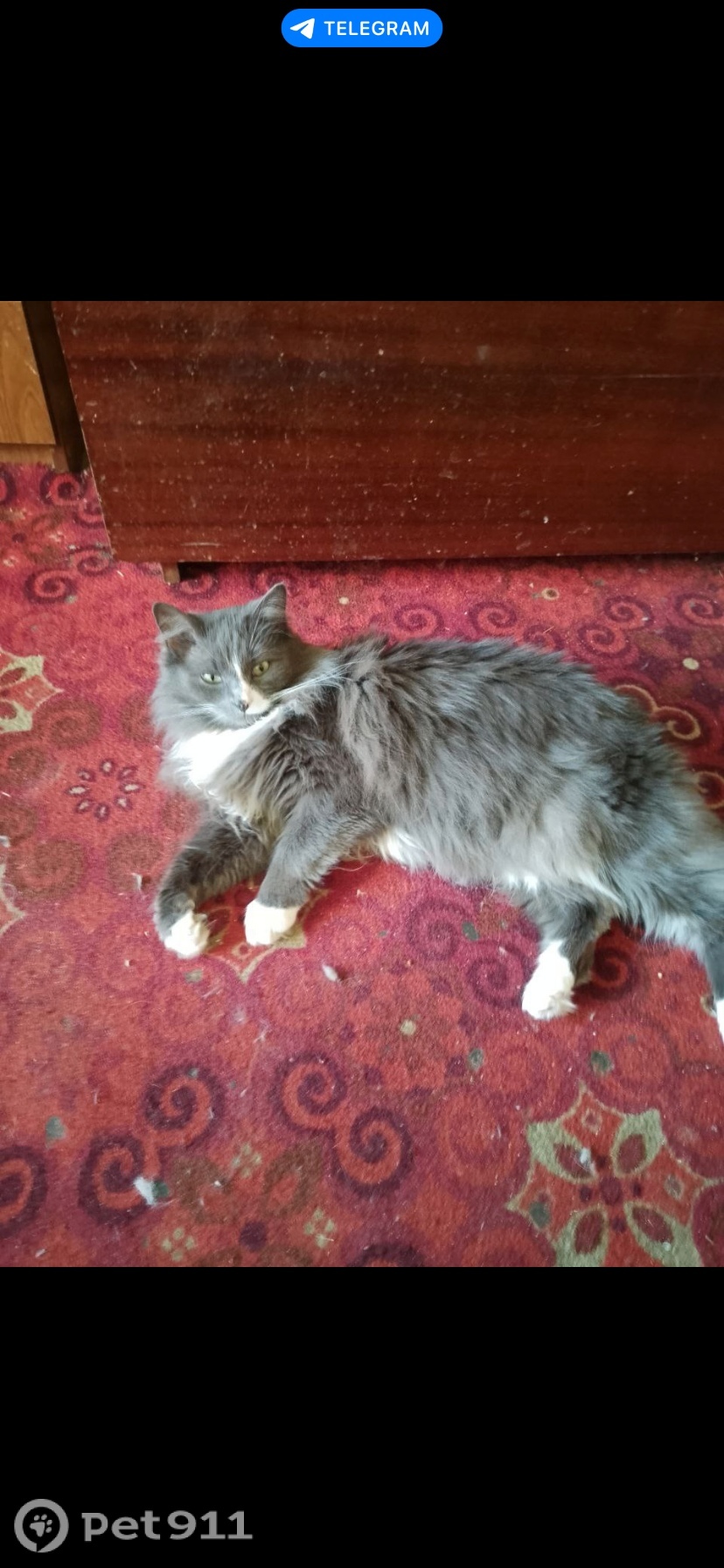 Пропала кошка в Туле — фото объявления