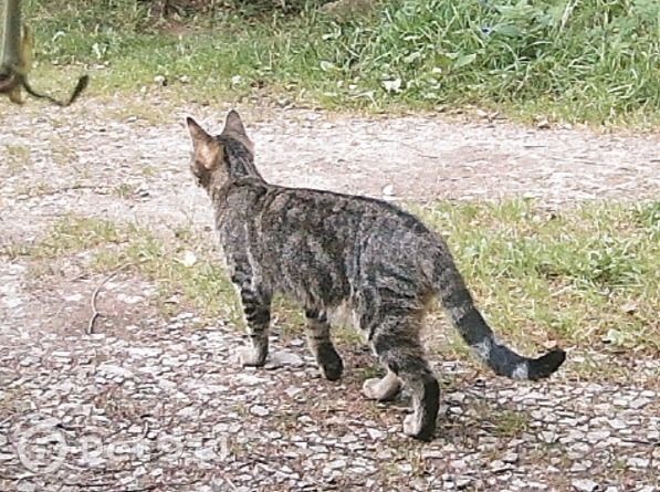 Пропала кошка в Туле — фото объявления