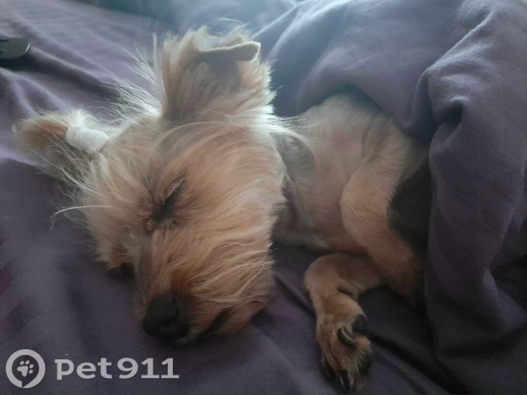 Пропала собака в Туле — фото объявления