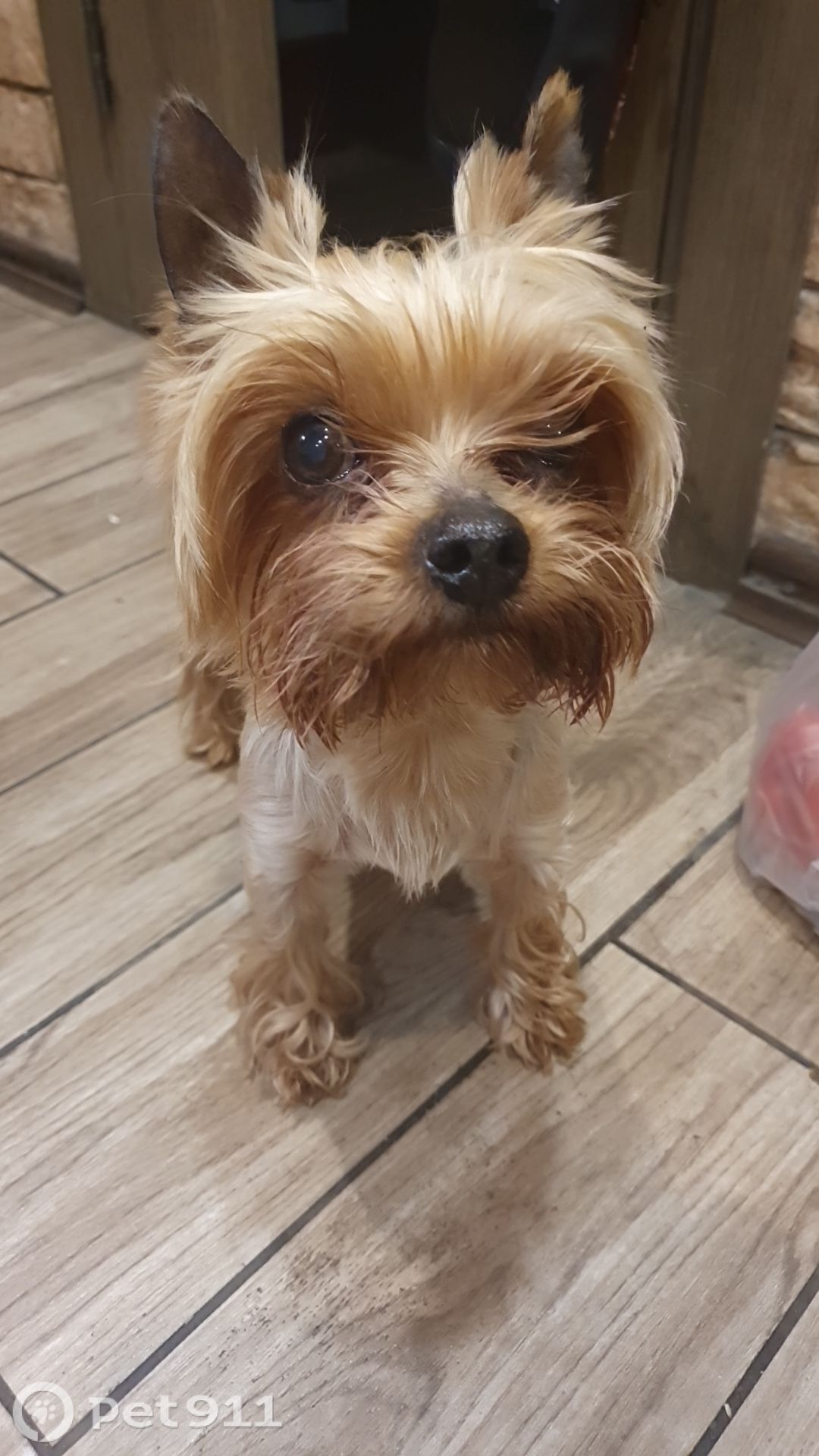 Найдена собака в Туле — фото объявления