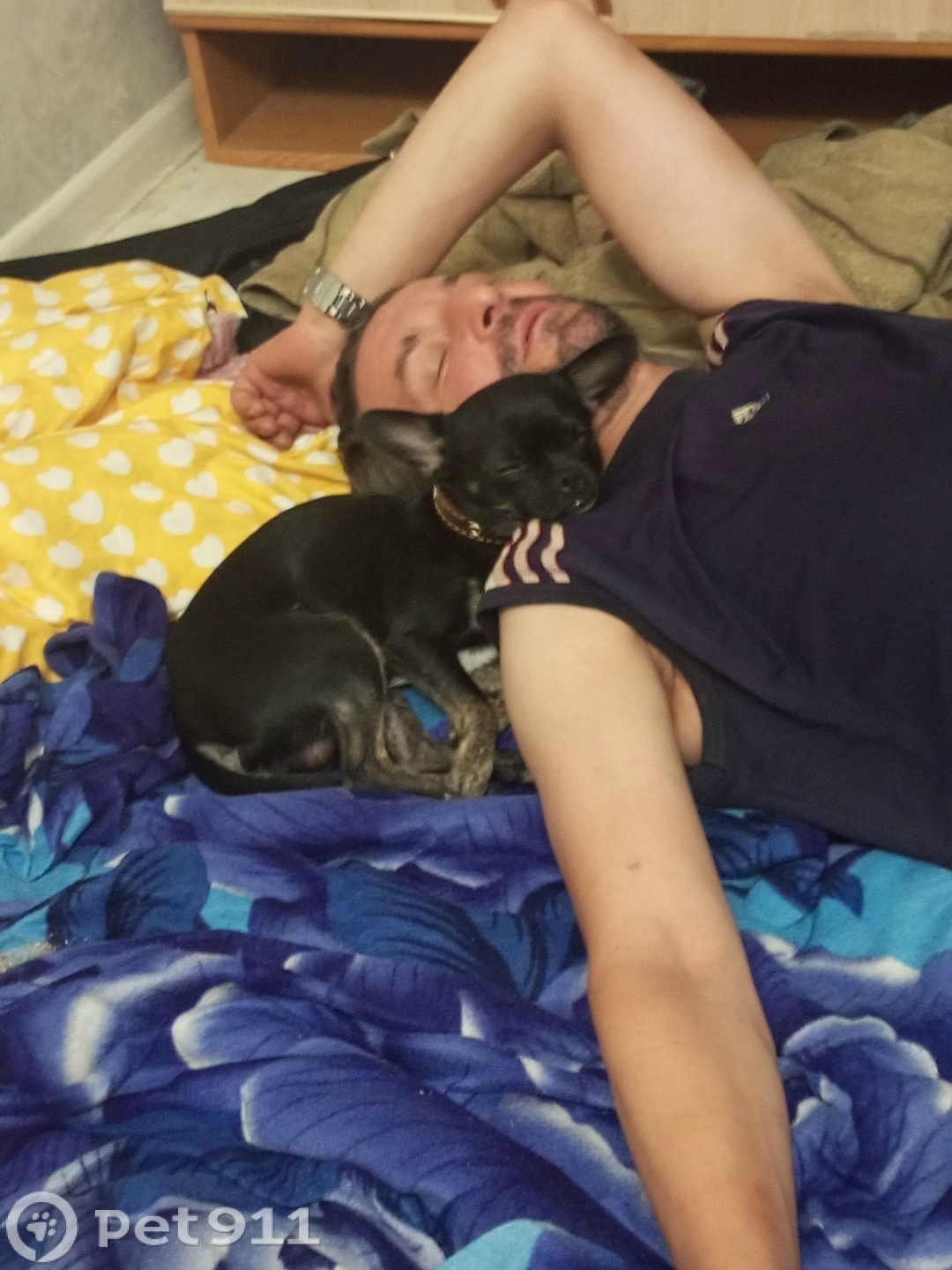 Пропала собака в Туле — фото объявления