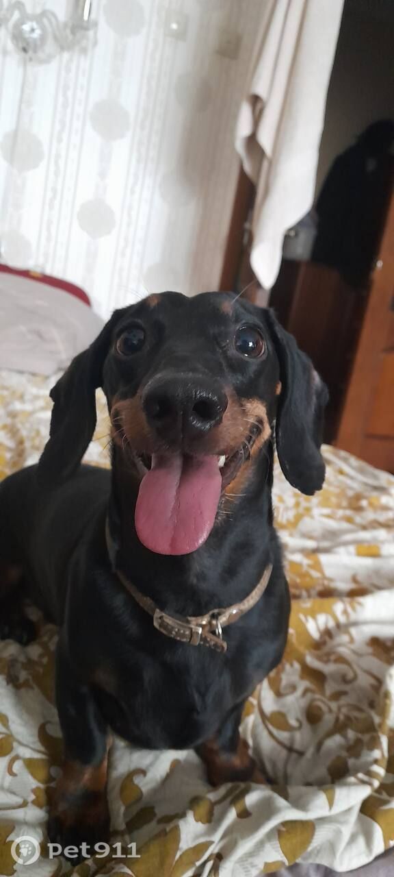 Пропала собака в Туле — фото объявления