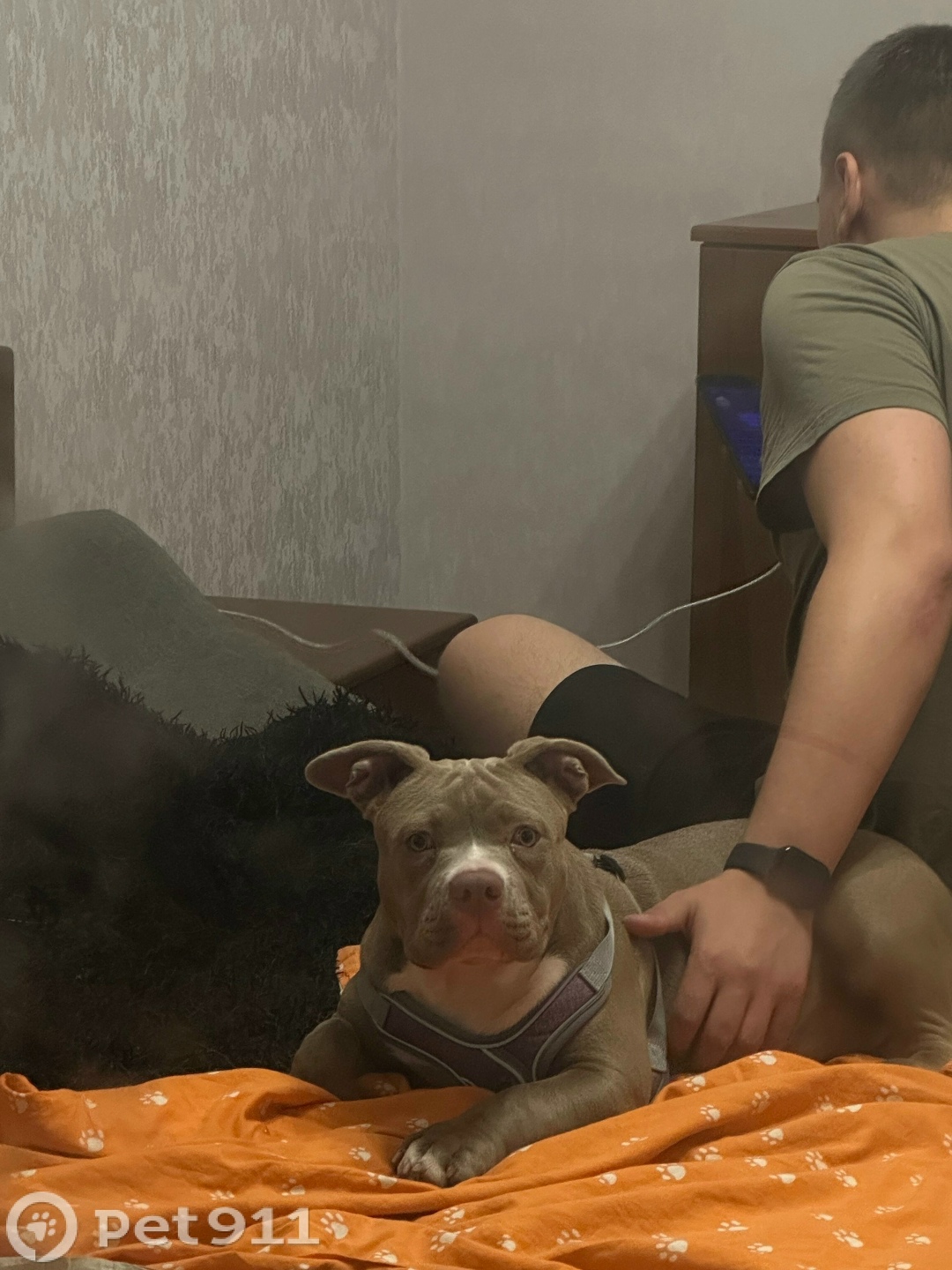 Найдена собака в Туле — фото объявления