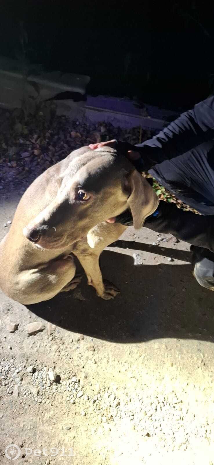 Найдена собака в Туле — фото объявления