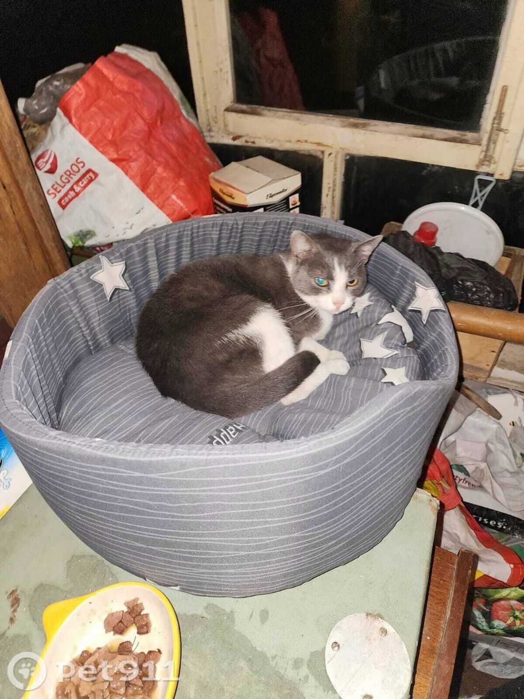 Найдена кошка в Туле — фото объявления