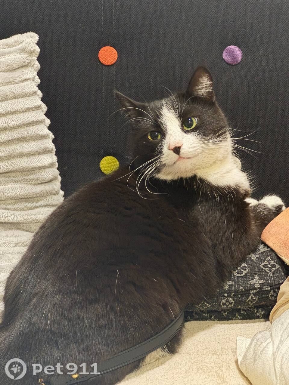 Пропала кошка в Туле — фото объявления