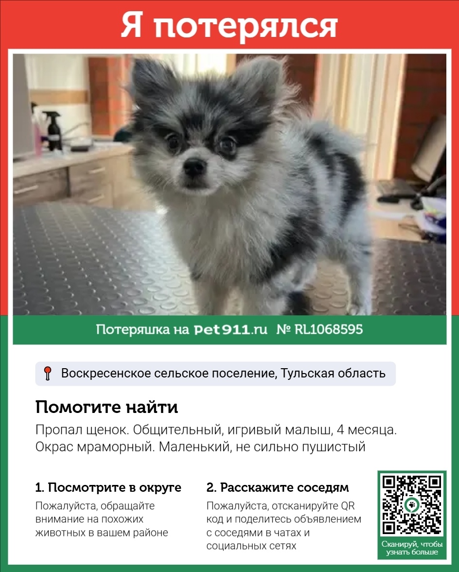 Пропала собака в Туле — фото объявления