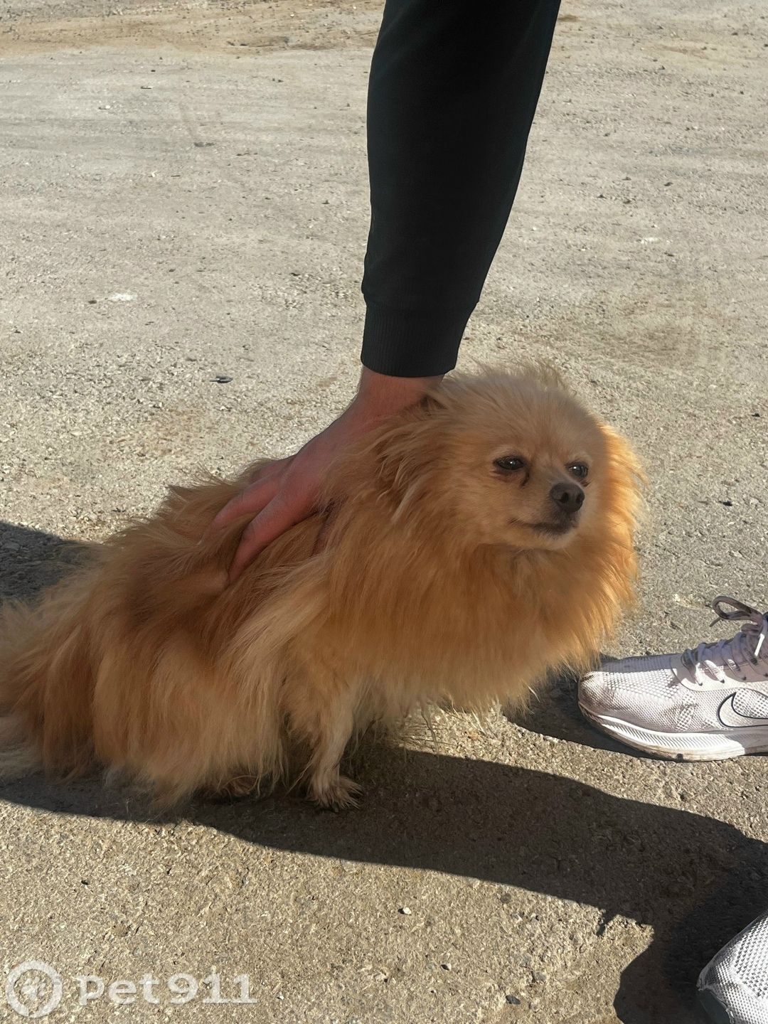 Найдена собака в Туле — фото объявления