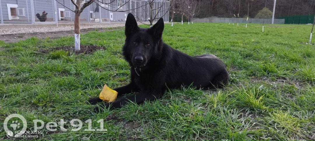 Пропала собака в Туле — фото объявления