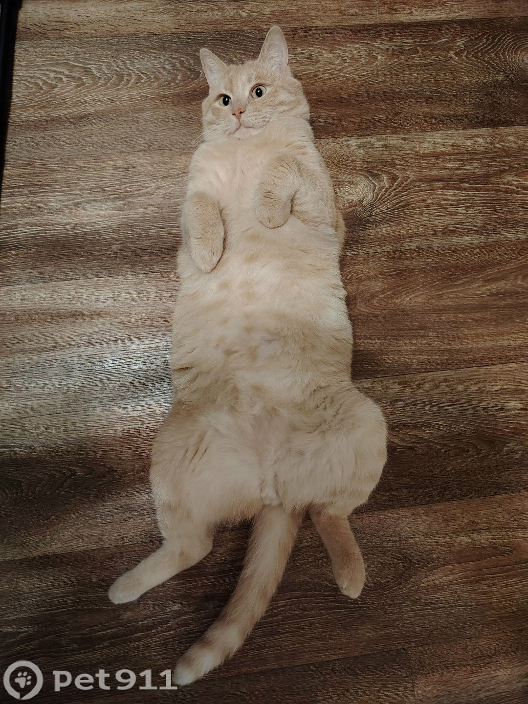 Пропала кошка в Туле — фото объявления