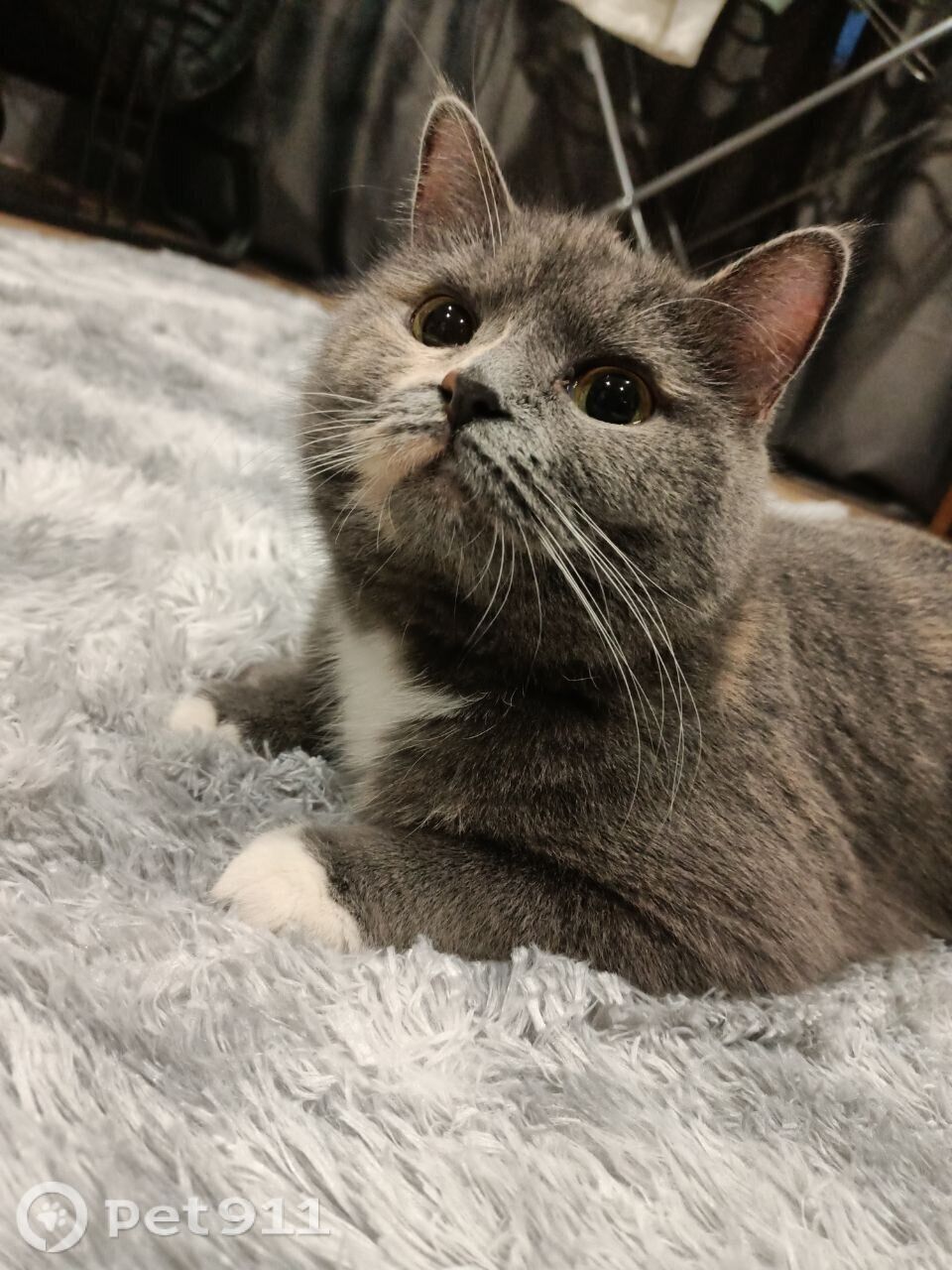 Пропала кошка в Туле — фото объявления