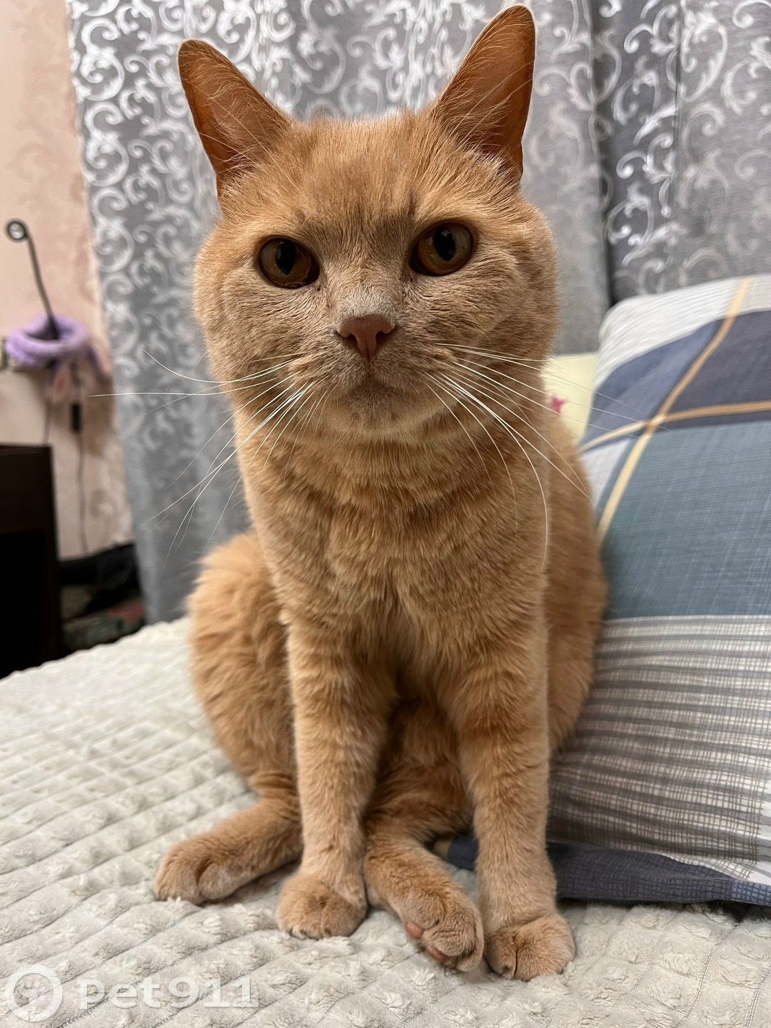 Пропала кошка в Туле — фото объявления