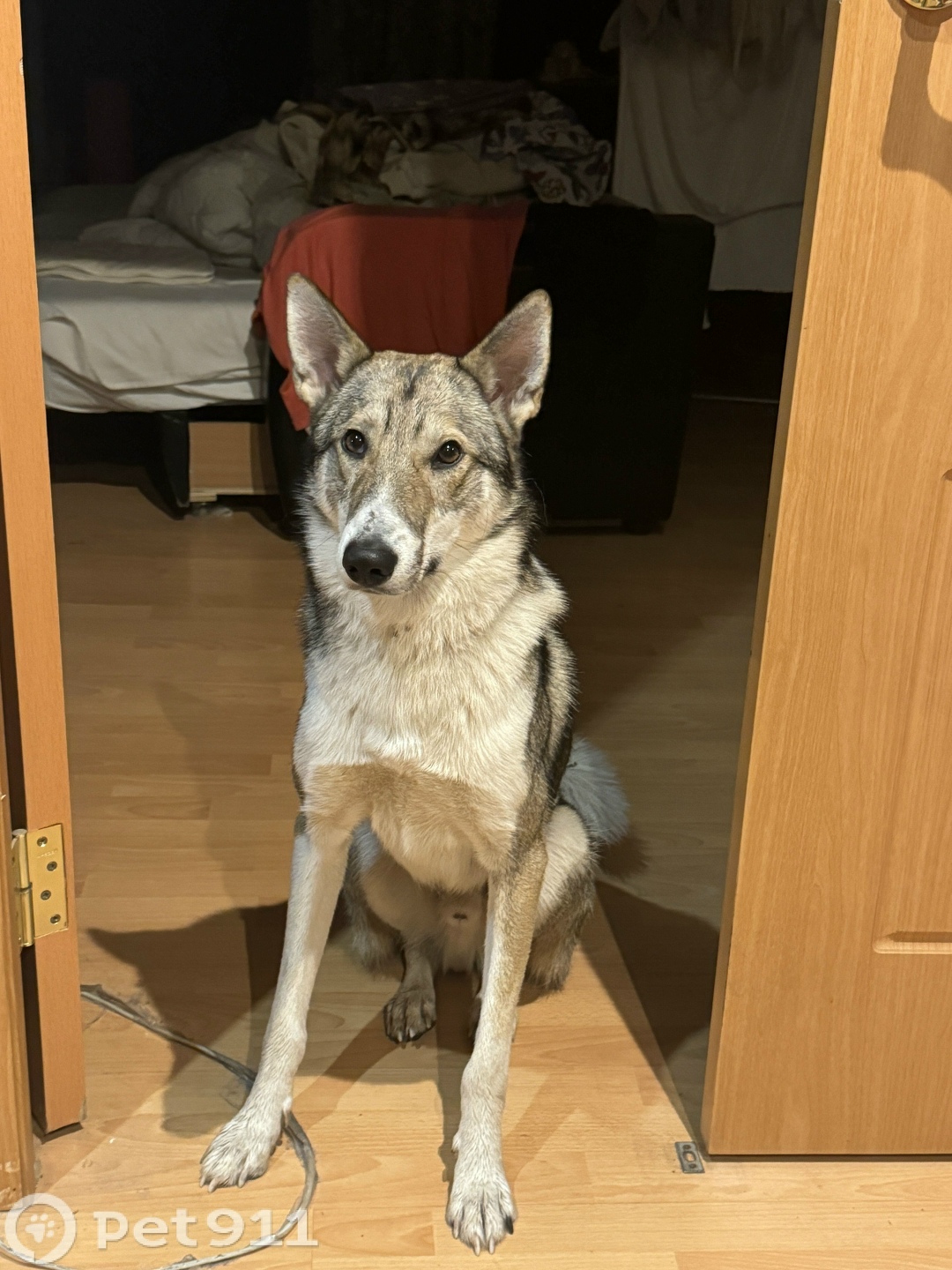 Найдена собака в Туле — фото объявления