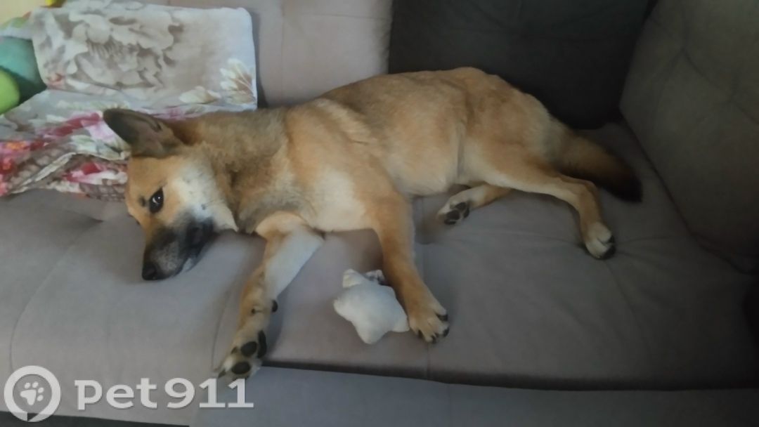 Найдена собака в Туле — фото объявления