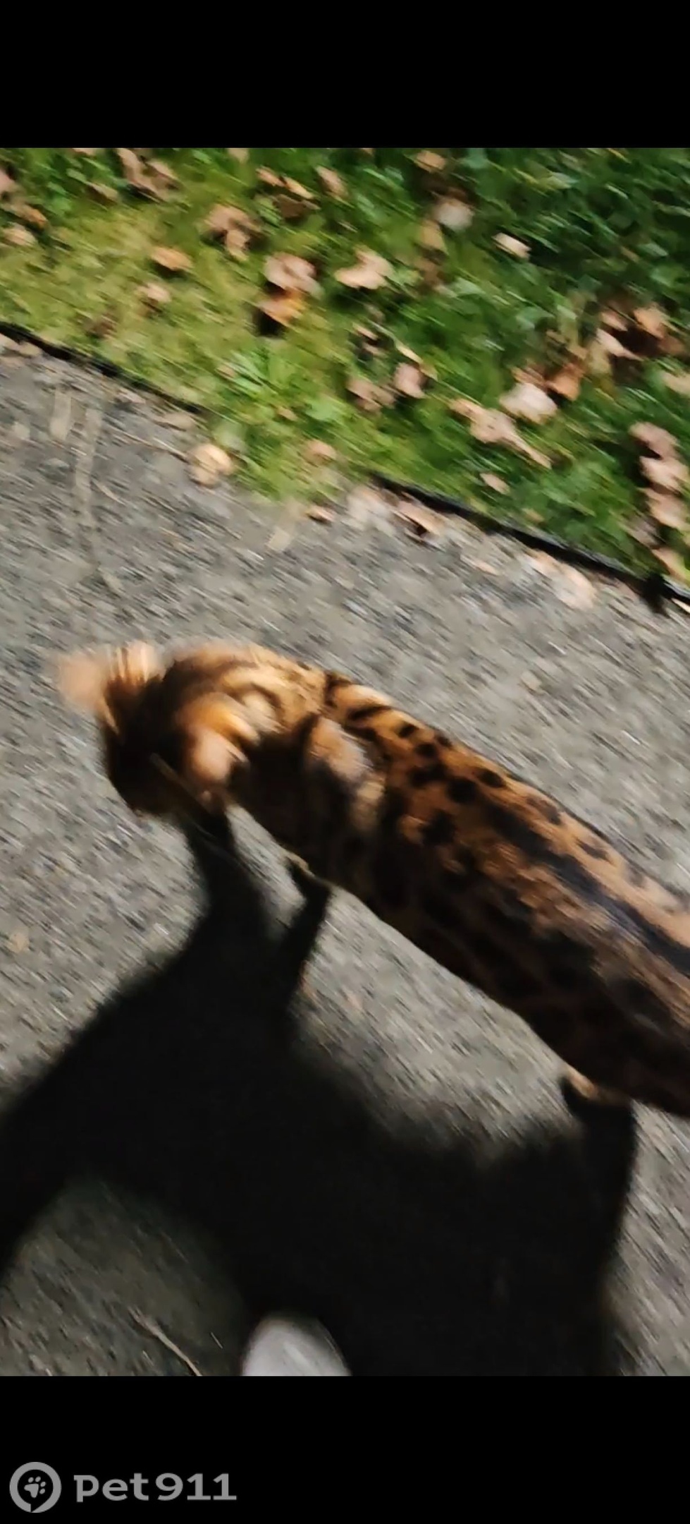 Найдена собака в Туле — фото объявления