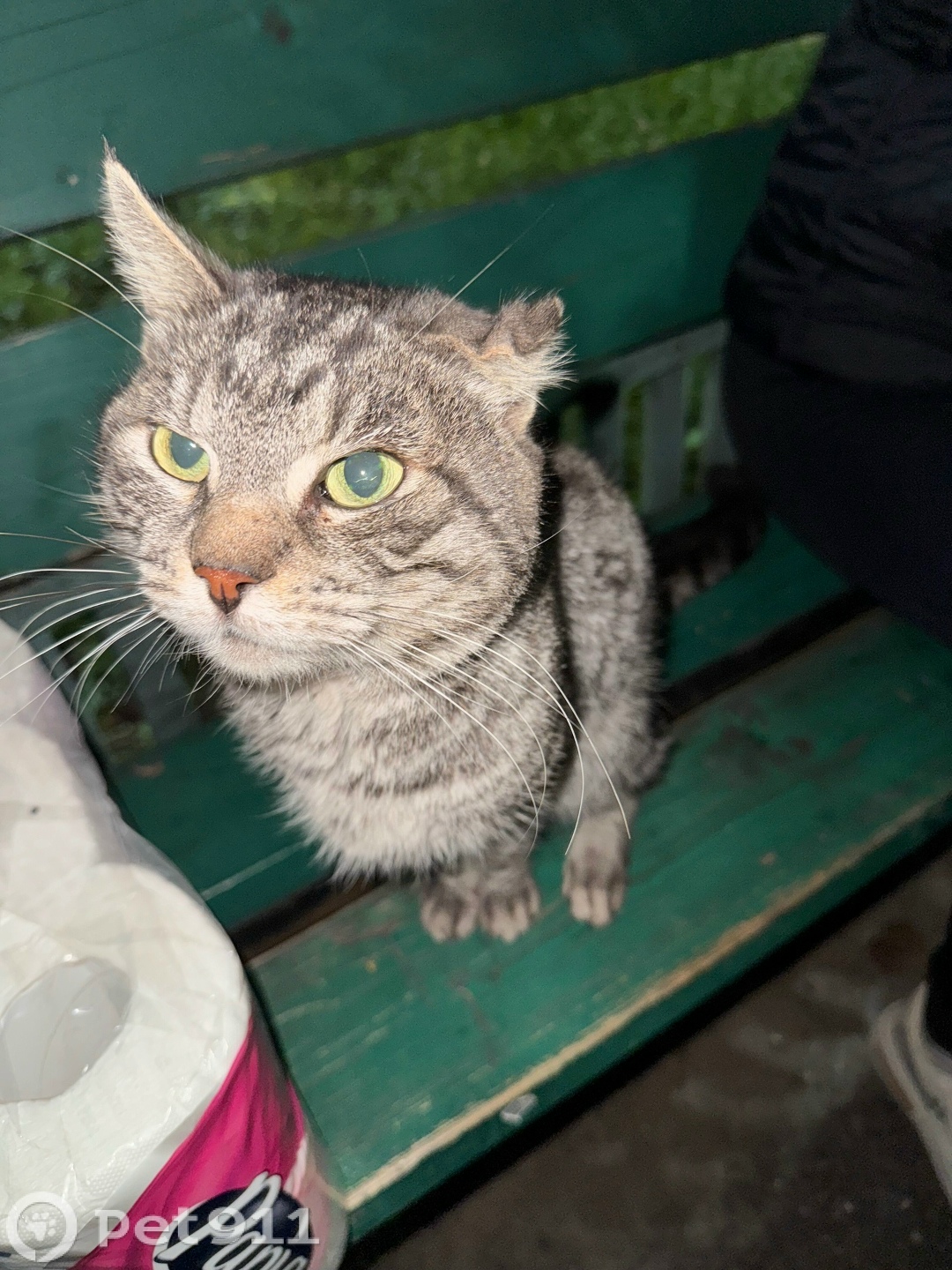 Найдена кошка в Туле — фото объявления