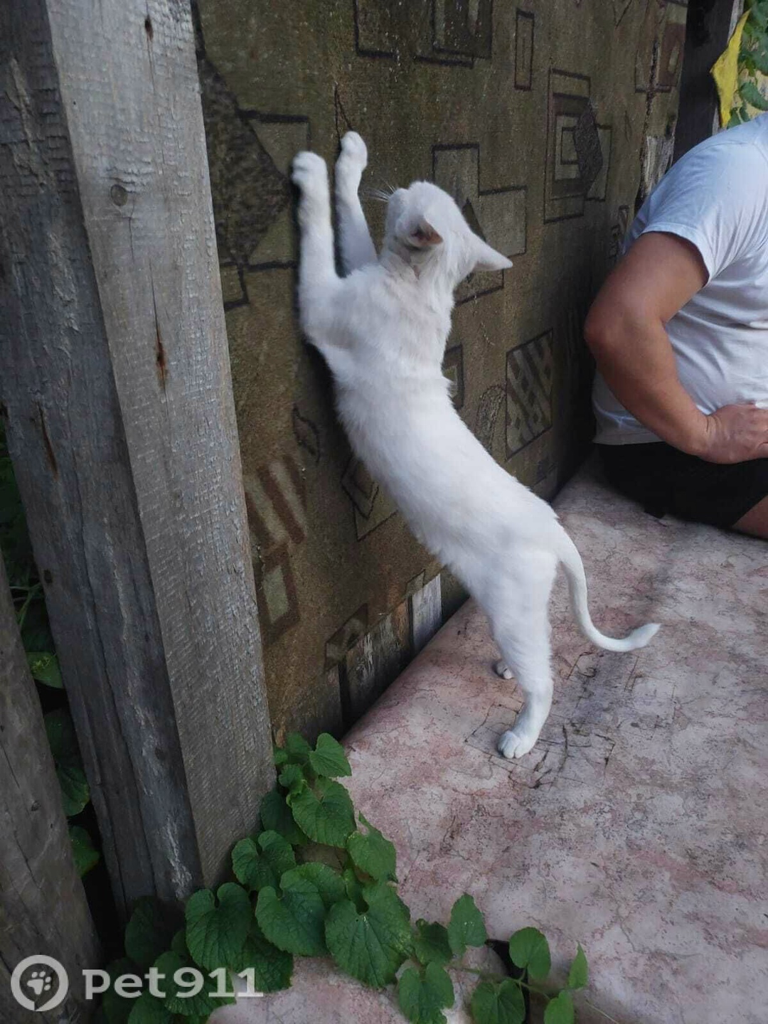 Пропала кошка в Туле — фото объявления