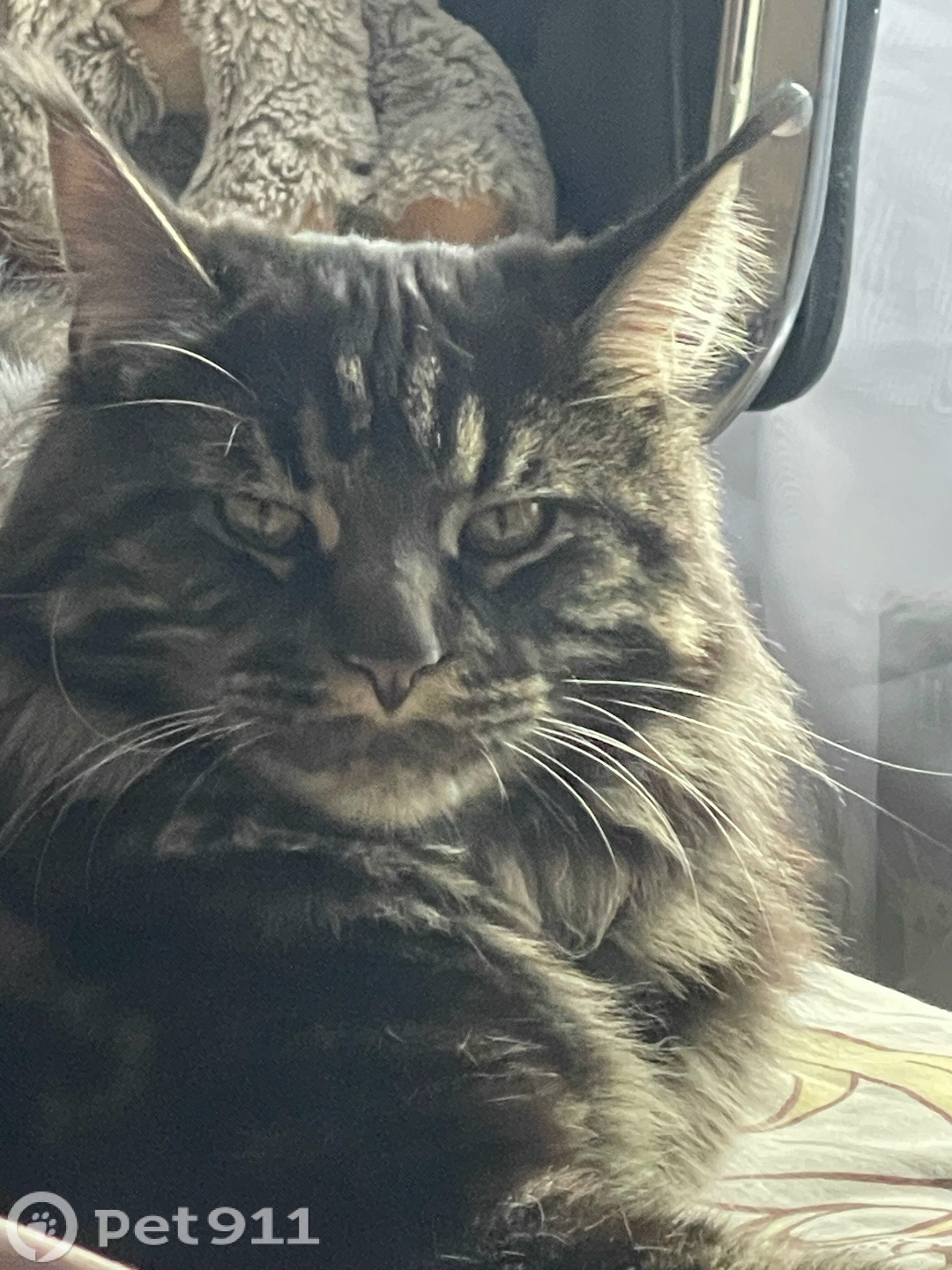 Пропала кошка в Туле — фото объявления