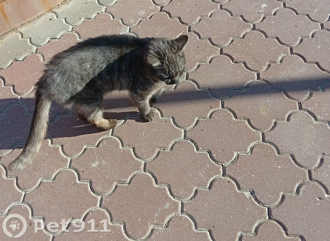 Найдена кошка в Туле — фото объявления