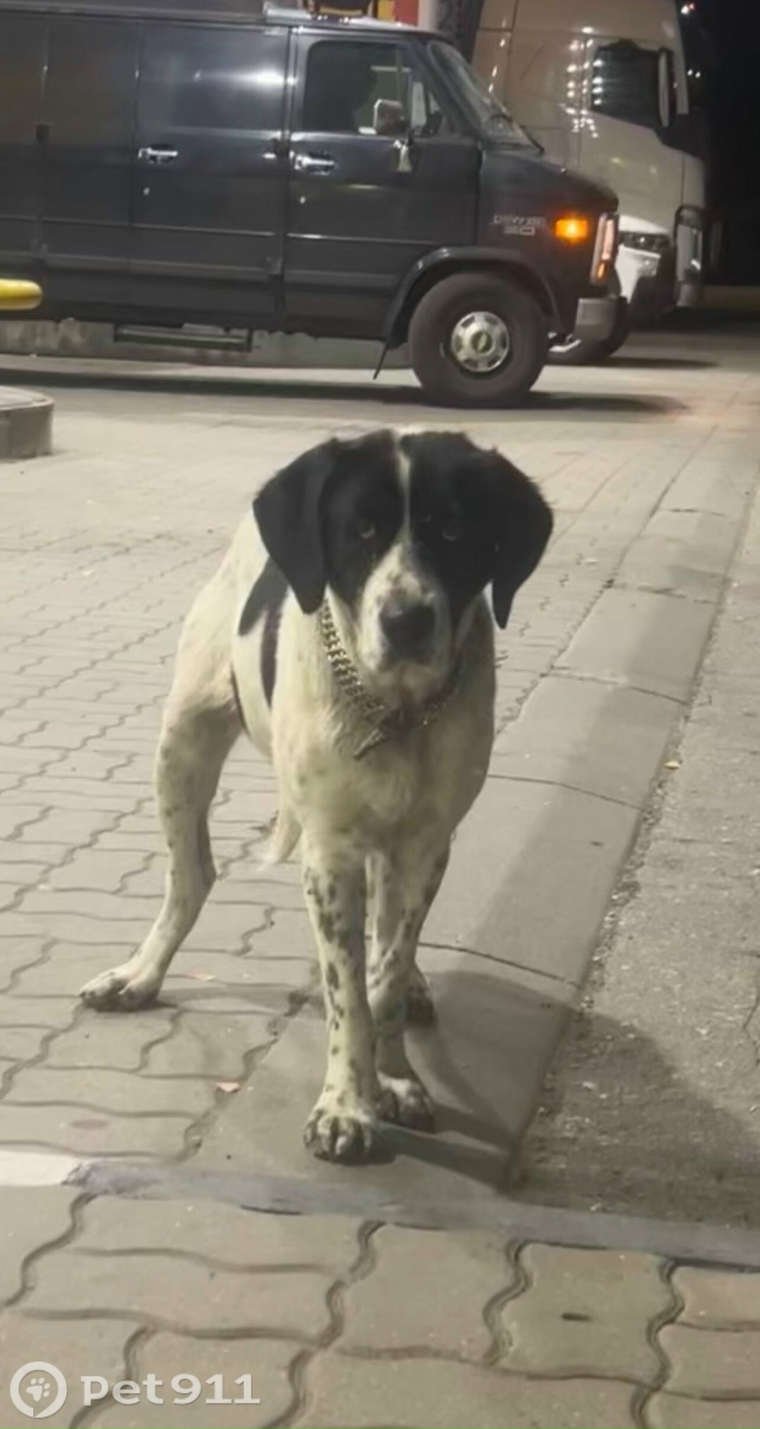 Найдена собака в Туле — фото объявления