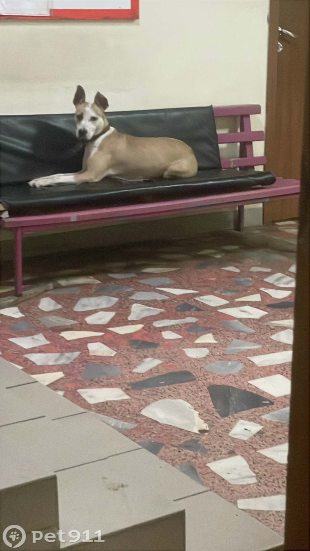 Найдена собака в Туле — фото объявления