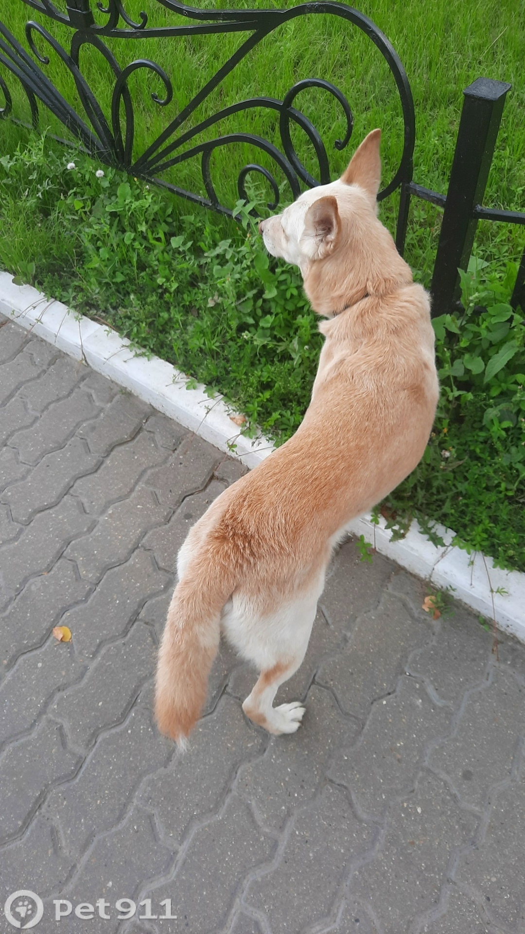 Найдена собака в Туле — фото объявления