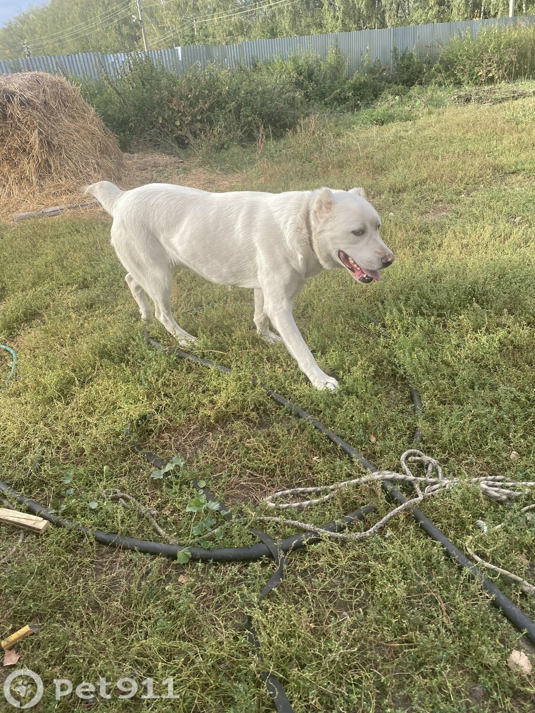 Пропала собака в Туле — фото объявления
