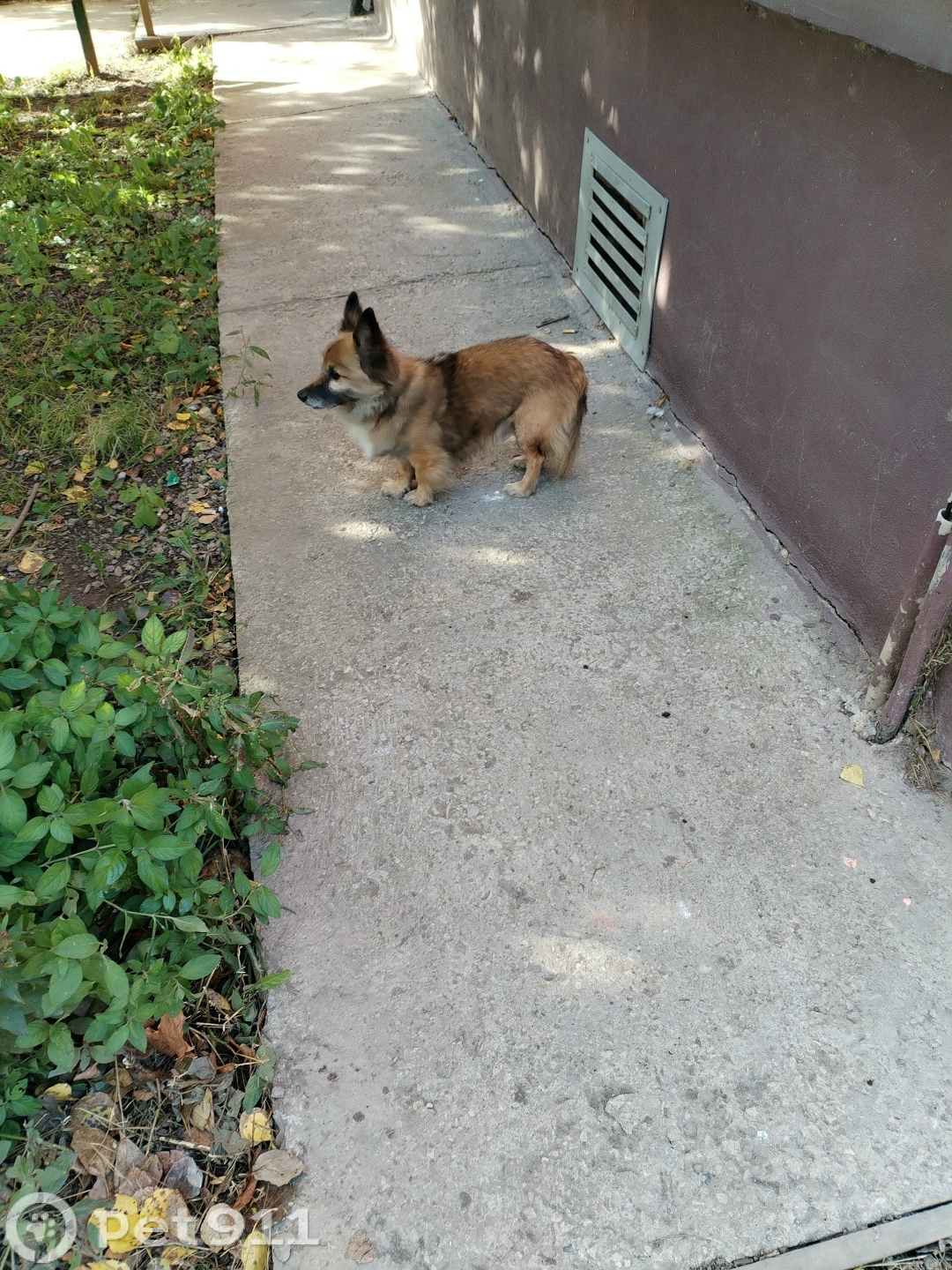 Найдена собака в Туле — фото объявления