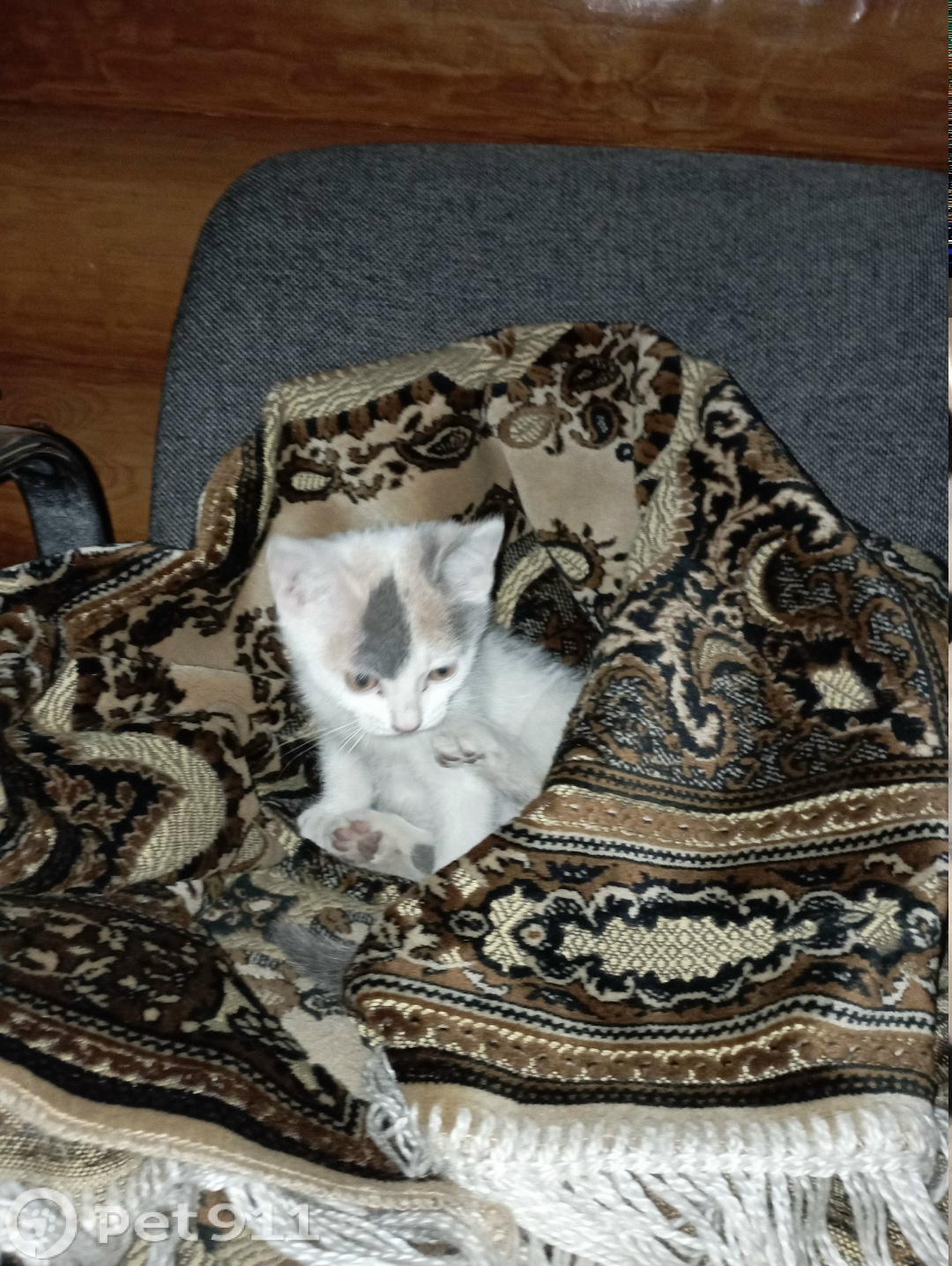 Найдена кошка в Туле — фото объявления