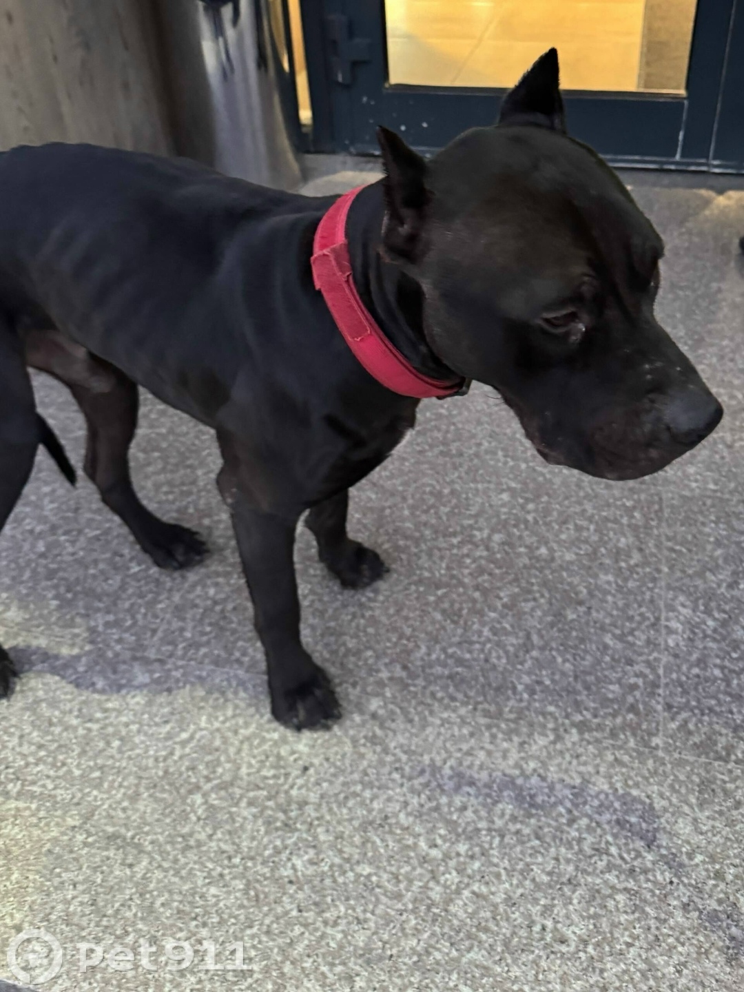 Найдена собака в Туле — фото объявления