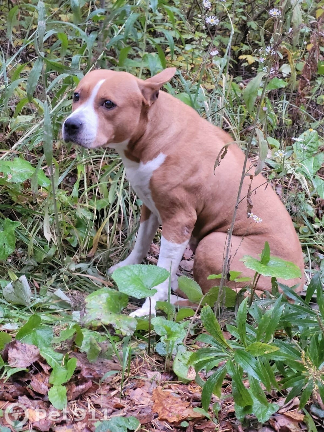 Найдена собака в Туле — фото объявления