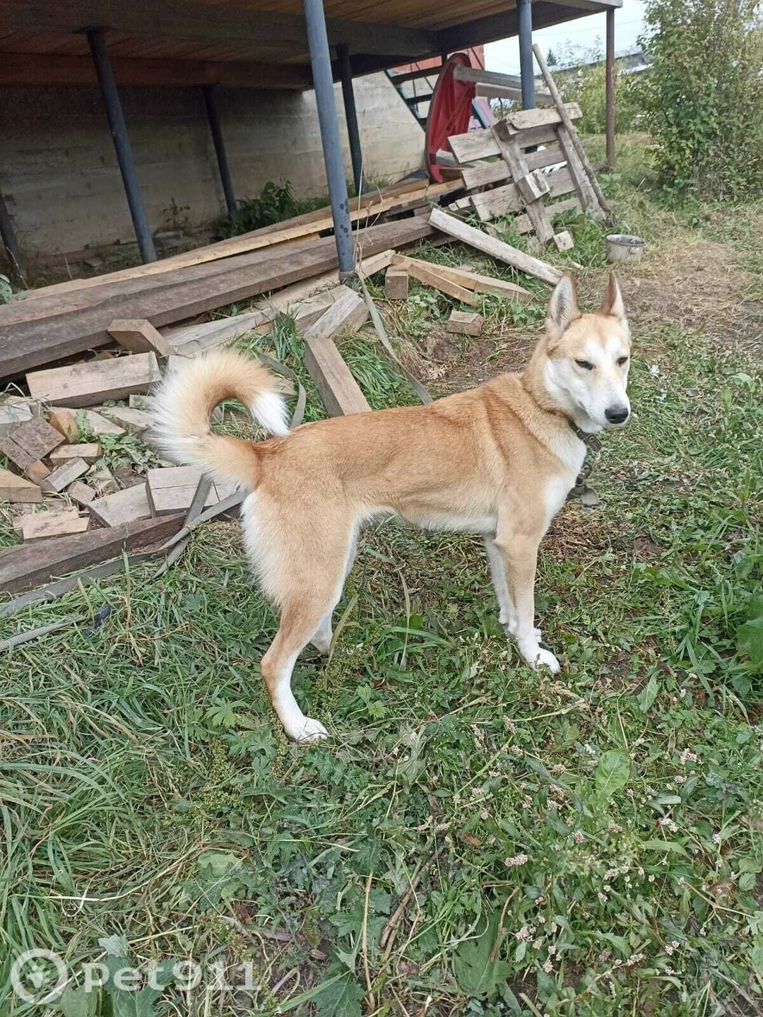 Найдена собака в Туле — фото объявления