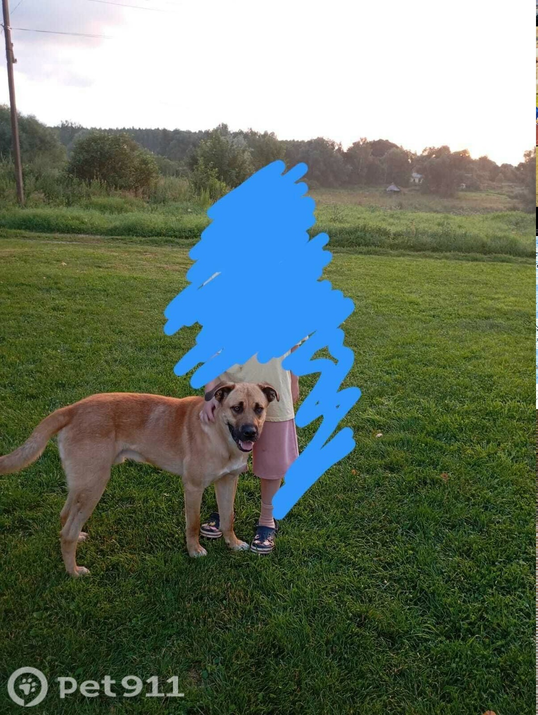 Найдена собака в Туле — фото объявления