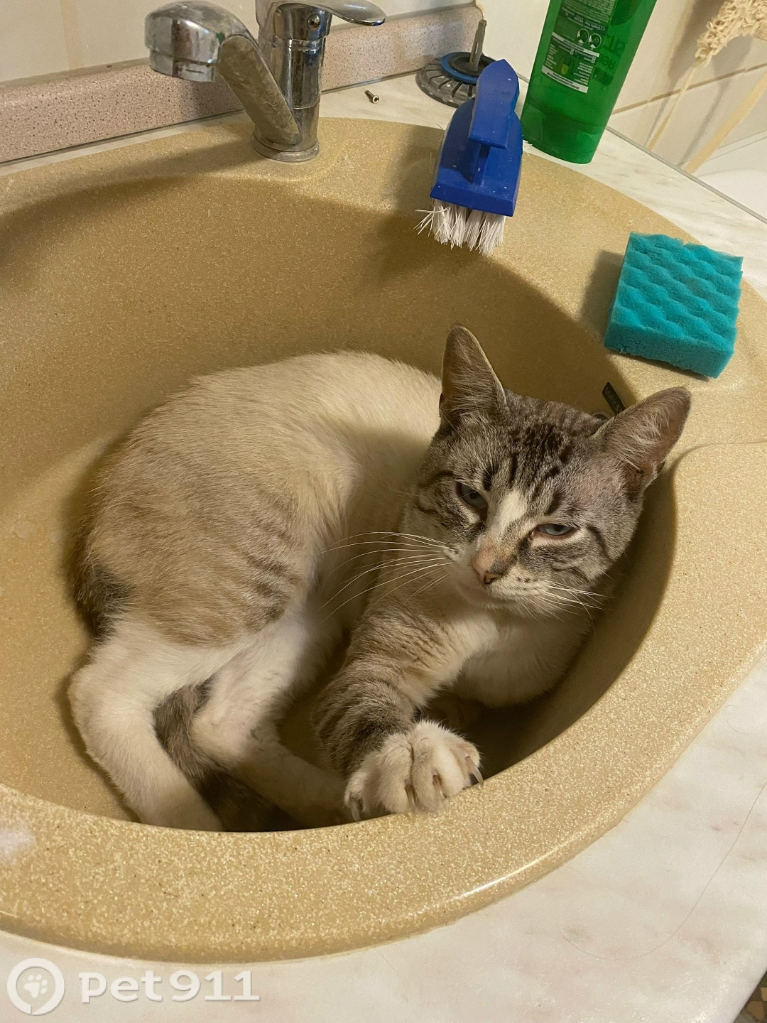 Пропала кошка в Туле — фото объявления