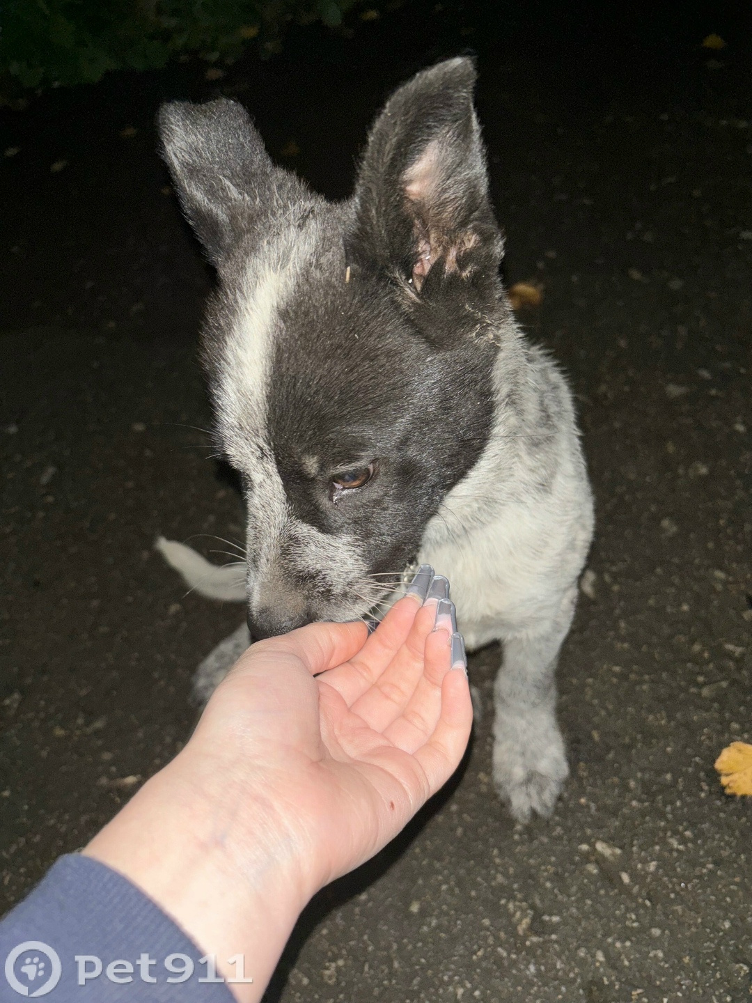 Найдена собака в Туле — фото объявления